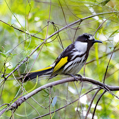 Phylidonyris niger - White-cheeked Honeyeater Distinctive honeyeater with clear, large, white cheek patches. Underparts white with black streaking. Back, wings, and head black with yellow panels on tail and wings. Distinguished from similar New Holland Honeyeater by presence of one large white patch on side of face rather than two smaller ones.  Australia,Geotagged,Phylidonyris niger,Summer,White-cheeked honeyeater,Winter