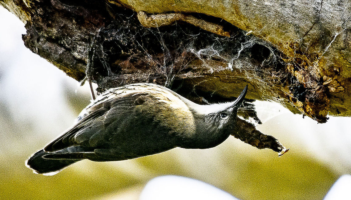 White-throated Treecreeper  Australia,Cormobates leucophaea,Geotagged,White-throated treecreeper,Winter