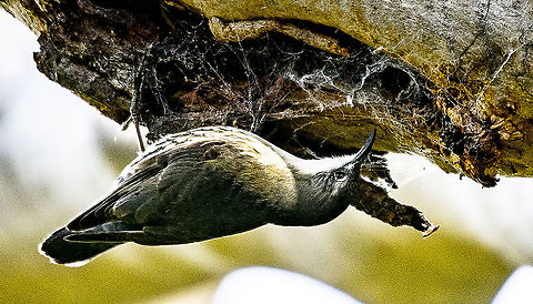 White-throated Treecreeper  Australia,Cormobates leucophaea,Geotagged,White-throated treecreeper,Winter