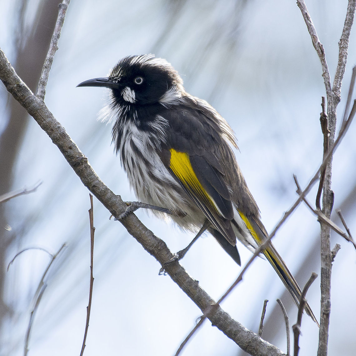 New Holland Honeyeater  Australia,Geotagged,New Holland honeyeater,Phylidonyris novaehollandiae,Winter