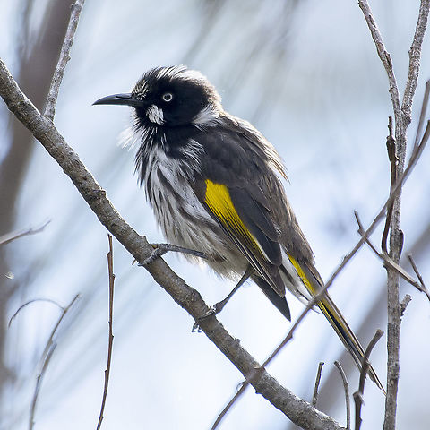 New Holland Honeyeater  Australia,Geotagged,New Holland honeyeater,Phylidonyris novaehollandiae,Winter