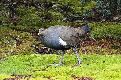 Tasmanian Nativehen  Australia,Geotagged,Tasmanian Nativehen,Tribonyx mortierii,Winter