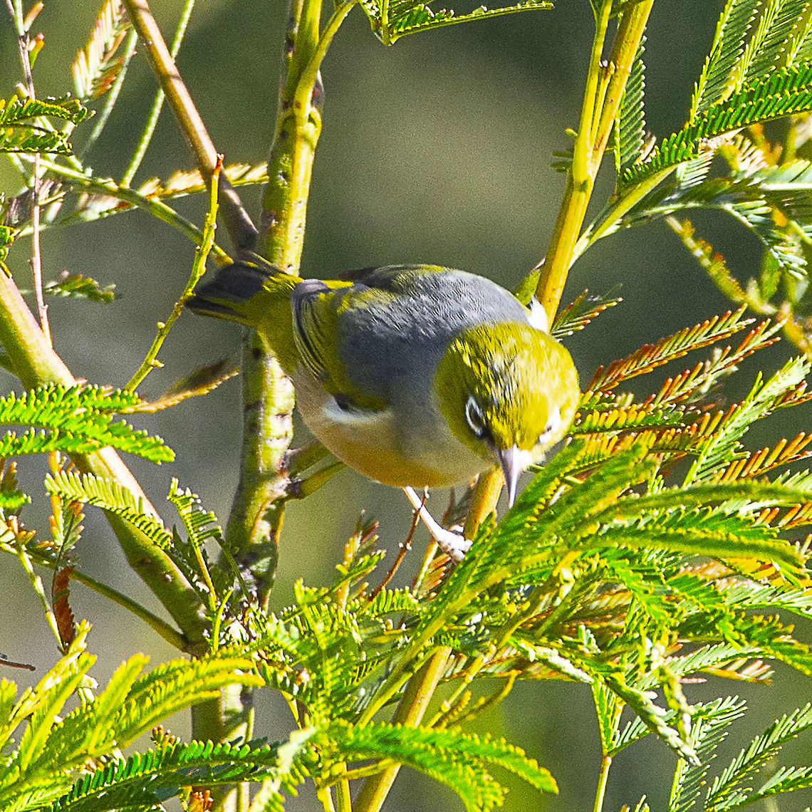 Silvereye - Zosterops lateralis he Silvereye is a small bird with a conspicuous ring of white feathers around the eye, and belongs to a group of birds known as white-eyes. The Silvereye shows interesting plumage variations across its range. The grey back and olive-green head and wings are found in birds through the east, while western birds have a uniformly olive-green back. Breeding birds of the east coast have yellow throats, pale buff flanks (side of the belly) and white on the undertail. Tasmanian birds have grey throats, chestnut flanks and yellow on the undertail. To complicate this, the birds in the east have regular migrations within Australia and may replace each other in their different areas for parts of the year. Birds in Western Australia have yellowish olive, rather than grey, backs.<br />
<br />
<a href="https://www.birdlife.org.au/bird-profile/silvereye" rel="nofollow">https://www.birdlife.org.au/bird-profile/silvereye</a> Australia,Geotagged,Silvereye,Summer,United States,Winter,Zosterops lateralis