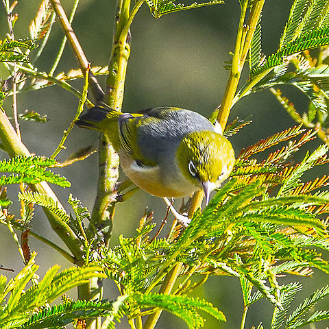 Silvereye - Zosterops lateralis he Silvereye is a small bird with a conspicuous ring of white feathers around the eye, and belongs to a group of birds known as white-eyes. The Silvereye shows interesting plumage variations across its range. The grey back and olive-green head and wings are found in birds through the east, while western birds have a uniformly olive-green back. Breeding birds of the east coast have yellow throats, pale buff flanks (side of the belly) and white on the undertail. Tasmanian birds have grey throats, chestnut flanks and yellow on the undertail. To complicate this, the birds in the east have regular migrations within Australia and may replace each other in their different areas for parts of the year. Birds in Western Australia have yellowish olive, rather than grey, backs.

https://www.birdlife.org.au/bird-profile/silvereye Australia,Geotagged,Silvereye,Summer,United States,Winter,Zosterops lateralis
