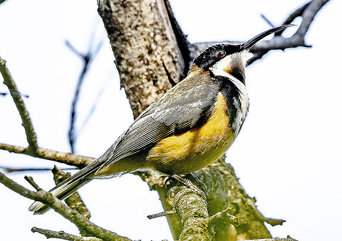 Eastern Spinebill - Acanthorhynchus tenuirostris A small bird with a long curved bill. Adults have an obvious dark cap (black on males and gray on females) and mask with dark marks down the side of the chest. Note the white corners to the fanned tail that can be obvious in flight. Young birds are plain buff-colored underneath and plain brown above. Young birds could be confused with female Scarlet Myzomela (Scarlet Honeyeater), but note longer bill of spinebill. Eastern Spinebills are active and fast, darting around quickly between flowering trees in wetter forested areas as well as parks and gardens. Voice is a loud repetitive piping whistle. 

https://ebird.org/species/easspi1?siteLanguage=en_AU Acanthorhynchus tenuirostris,Australia,Eastern Spinebill,Geotagged,Winter