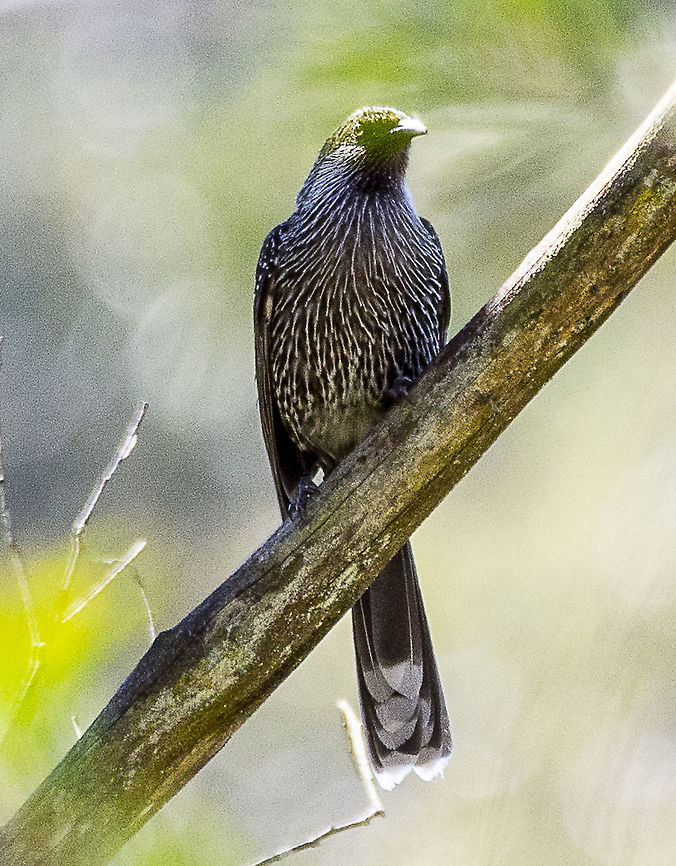 Little wattlebird Long distance in shade but I believe the identification is correct Australia,Geotagged,Little Wattlebird,Winter