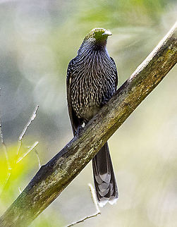 Little wattlebird Long distance in shade but I believe the identification is correct Australia,Geotagged,Little Wattlebird,Winter