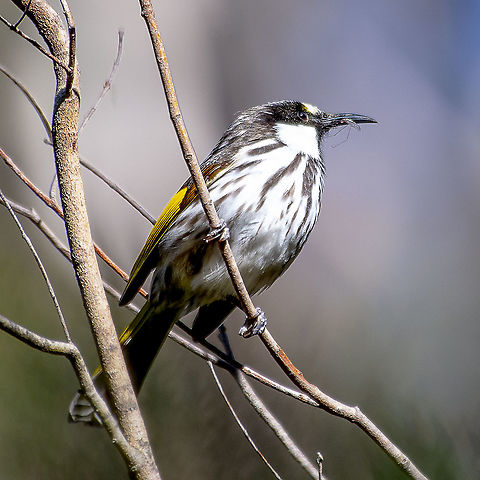 White-Cheeked Honeyeater - with insect  Australia,Geotagged,Phylidonyris niger,White-cheeked honeyeater,Winter