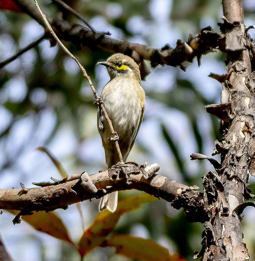 Yellow-Faced Honeyeater - Lichenostomus chrysops  Australia,Caligavis chrysops,Geotagged,Winter,Yellow-faced honeyeater