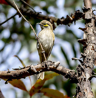 Yellow-Faced Honeyeater - Lichenostomus chrysops  Australia,Caligavis chrysops,Geotagged,Winter,Yellow-faced honeyeater