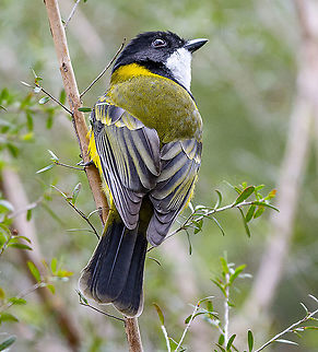 Golden Whistler - Rear - Pachycephala pectoralis  Australia,Australian golden whistler,Geotagged,Pachycephala pectoralis,Winter