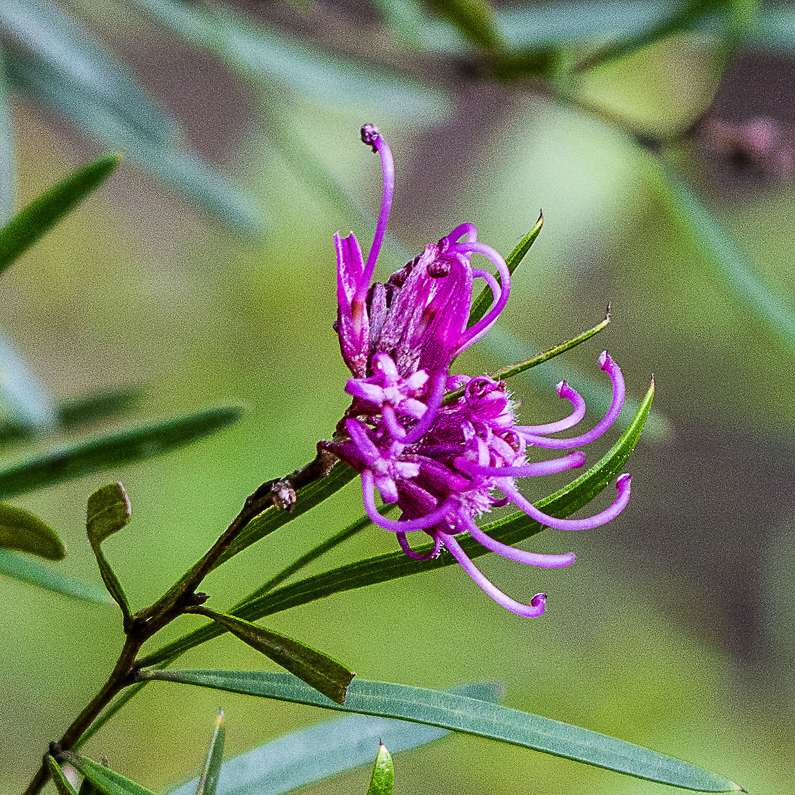 Grevillea sericea  Australia,Geotagged,Grevillea sericea,Pink Spider Flower,Winter
