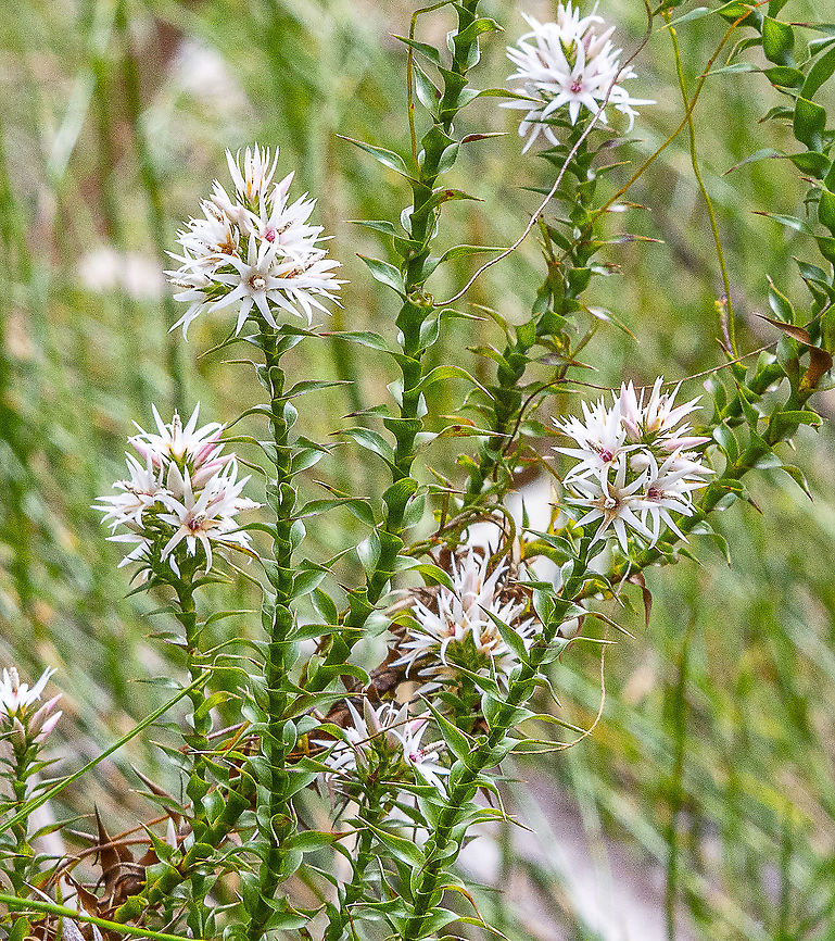 Pink Swamp Heath - Sprengelia incarnata  Australia,Geotagged,Sprengelia incarnata,Winter