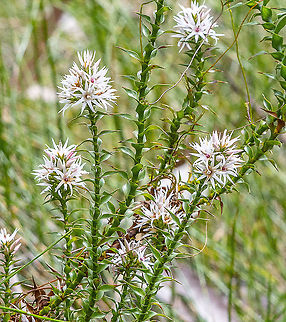 Pink Swamp Heath - Sprengelia incarnata  Australia,Geotagged,Sprengelia incarnata,Winter