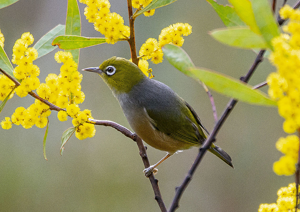 Silvereye The Silvereye shows interesting plumage variations across its range. The grey back and olive-green head and wings are found in birds through the east, while western birds have a uniformly olive-green back. Breeding birds of the east coast have yellow throats, pale buff flanks (side of the belly) and white on the undertail.<br />
<br />
<a href="https://birdlife.org.au/bird-profile/silvereye" rel="nofollow">https://birdlife.org.au/bird-profile/silvereye</a> Australia,Geotagged,Silvereye,Winter,Zosterops lateralis