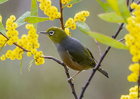 Silvereye The Silvereye shows interesting plumage variations across its range. The grey back and olive-green head and wings are found in birds through the east, while western birds have a uniformly olive-green back. Breeding birds of the east coast have yellow throats, pale buff flanks (side of the belly) and white on the undertail.

https://birdlife.org.au/bird-profile/silvereye Australia,Geotagged,Silvereye,Winter,Zosterops lateralis