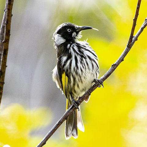 A Long Tongue - New Holland Honeyeater  Australia,Geotagged,New Holland honeyeater,Phylidonyris novaehollandiae,Winter