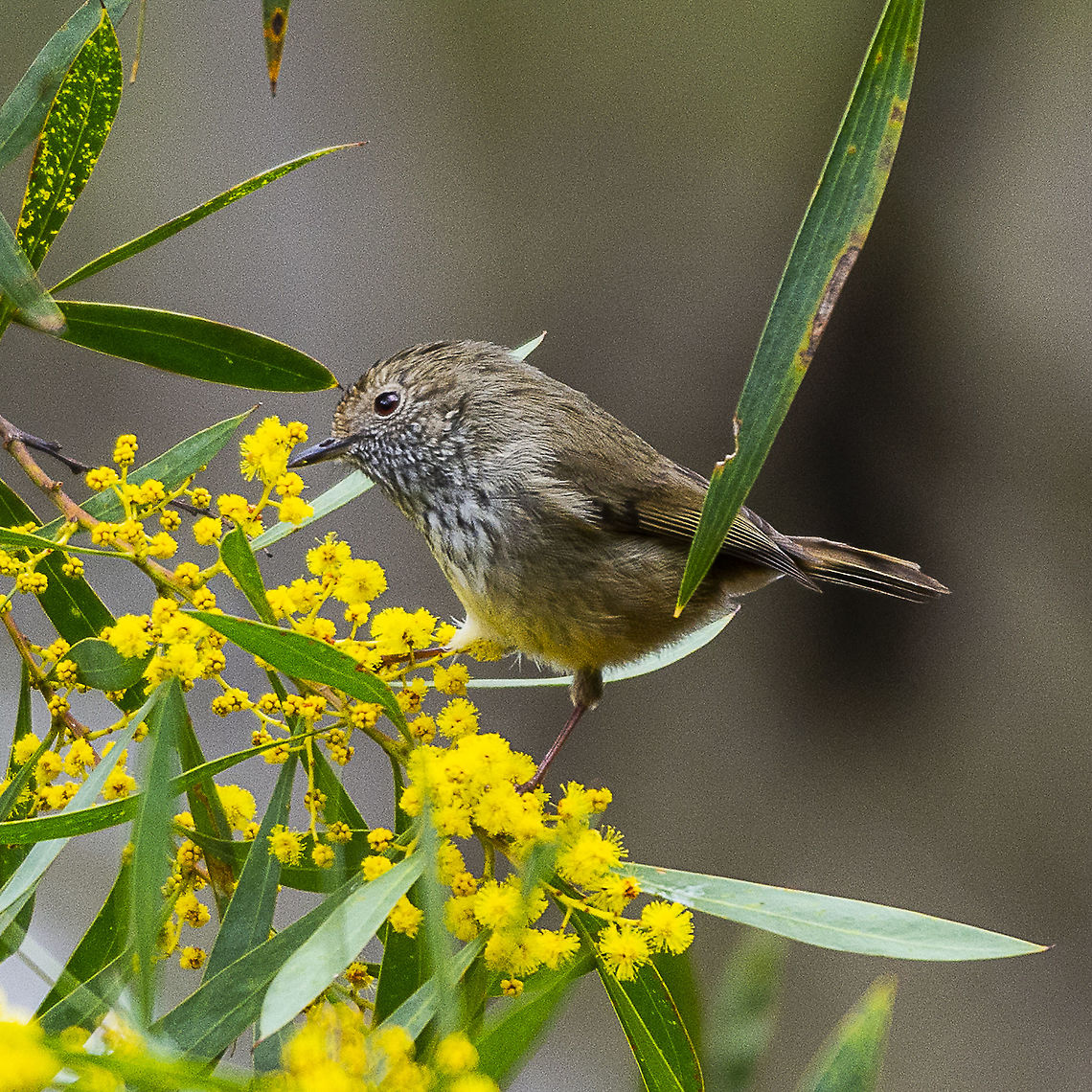 Wattle I Do ... Brown Thornbill  Acanthiza pusilla,Australia,Brown thornbill,Geotagged,Winter