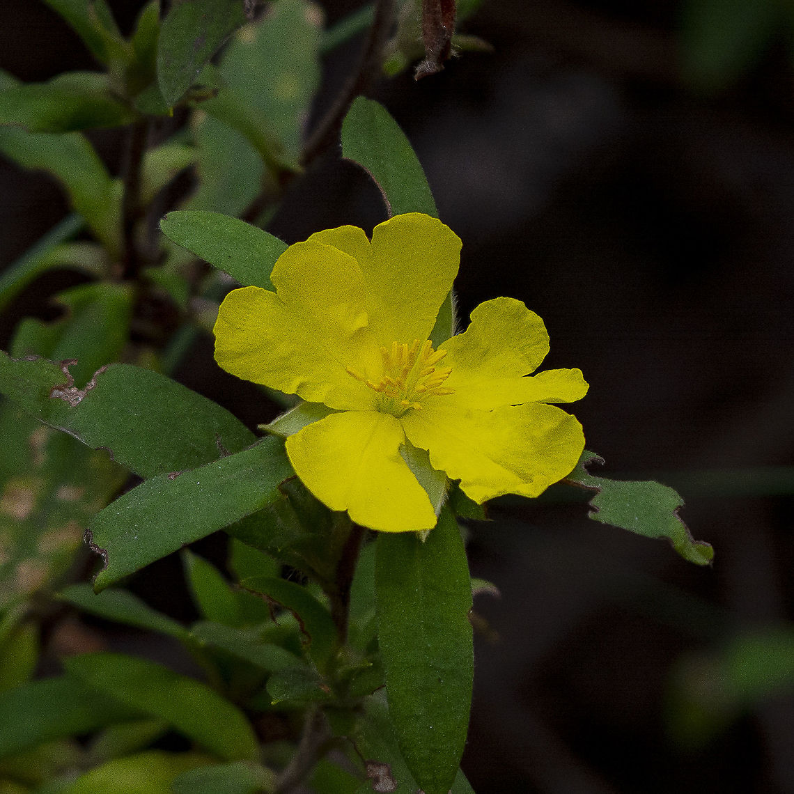Hibbertia scandens – Guinea Flower  Australia,Geotagged,Hibbertia scandens,Winter