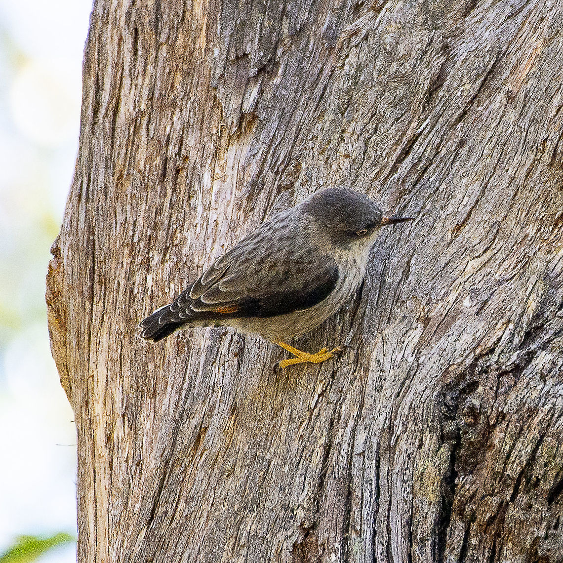 Varied Sittella - Female - Daphoenositta chrysoptera  Australia,Daphoenositta chrysoptera,Geotagged,Varied sittella,Winter