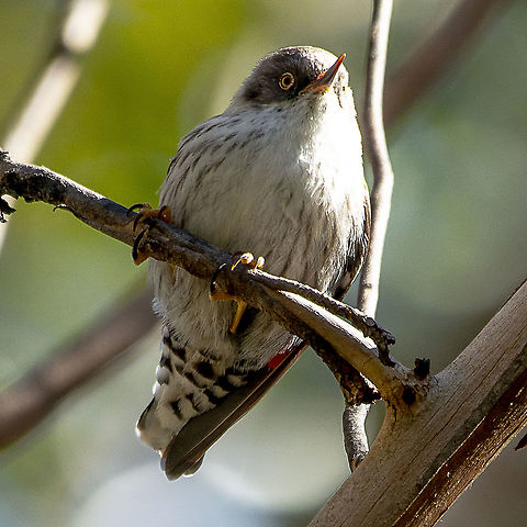 Varied Sittella - Daphoenositta chrysoptera  Australia,Daphoenositta chrysoptera,Geotagged,Varied sittella,Winter