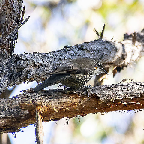 White-throated Treecreeper  Australia,Cormobates leucophaea,Geotagged,White-throated treecreeper,Winter