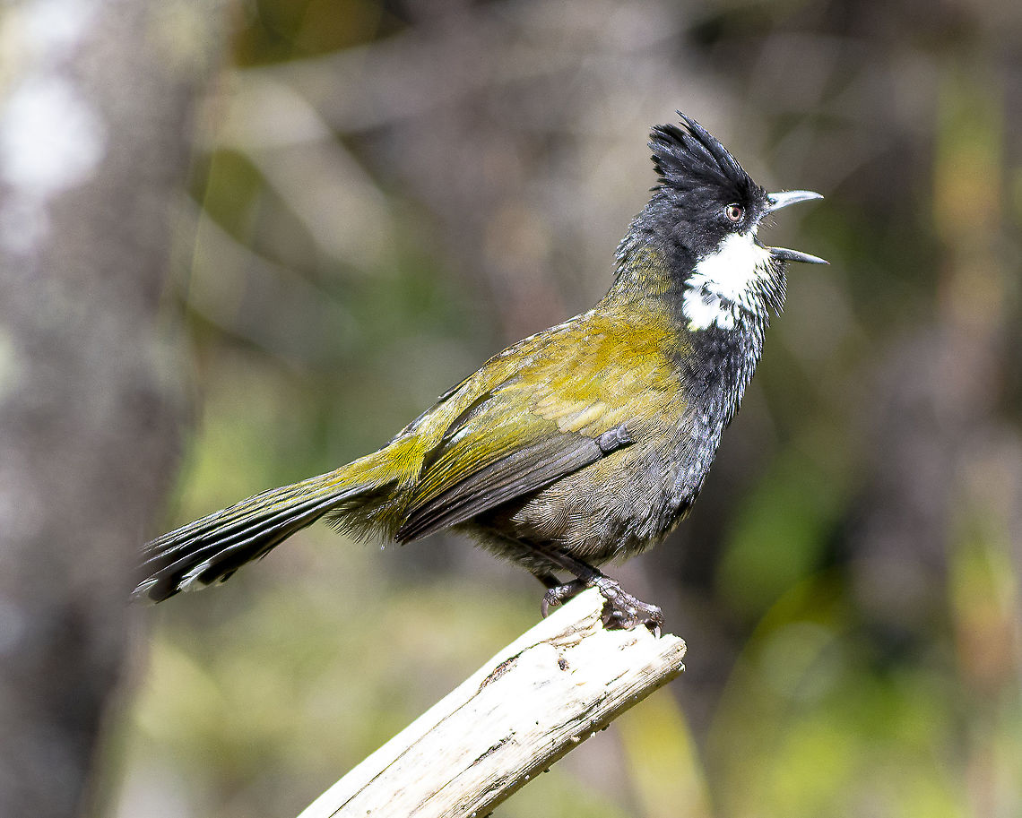 Eastern Whipbird - Psophodes olivaceus Having mostly-green plumage and living in the dense undergrowth, the Eastern Whipbird is seen far less often than it is heard. Its whip-crack call is a characteristic of many of the moist forests in eastern Australia. The unusual feature of this call is that it is often performed by two birds calling in unison, with one bird contributing the first part of the call and another giving the second part. This so-called &lsquo;antiphonal&rsquo; calling involved great co-ordination between the two birds to give the call its familiar whip-crack sound.<br />
<br />
<a href="https://www.birdlife.org.au/bird-profile/eastern-whipbird" rel="nofollow">https://www.birdlife.org.au/bird-profile/eastern-whipbird</a><br />
<br />
<section class="video"><iframe width="448" height="282" src="https://www.youtube-nocookie.com/embed/Bf9GVLuFo1Y?hd=1&autoplay=0&rel=0" frameborder="0" allowfullscreen></iframe></section> Australia,Eastern Whipbird,Geotagged,Psophodes olivaceus,Winter