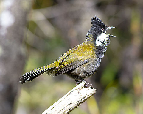 Eastern Whipbird - Psophodes olivaceus Having mostly-green plumage and living in the dense undergrowth, the Eastern Whipbird is seen far less often than it is heard. Its whip-crack call is a characteristic of many of the moist forests in eastern Australia. The unusual feature of this call is that it is often performed by two birds calling in unison, with one bird contributing the first part of the call and another giving the second part. This so-called &lsquo;antiphonal&rsquo; calling involved great co-ordination between the two birds to give the call its familiar whip-crack sound.

https://www.birdlife.org.au/bird-profile/eastern-whipbird

https://www.youtube.com/watch?v=Bf9GVLuFo1Y Australia,Eastern Whipbird,Geotagged,Psophodes olivaceus,Winter