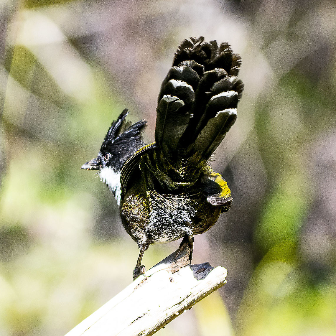 Eastern Whip Bird - Bringing Up the Rear  Australia,Eastern Whipbird,Geotagged,Psophodes olivaceus,Winter