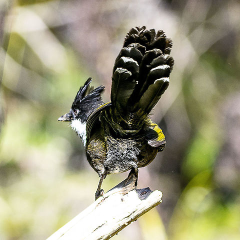 Eastern Whip Bird - Bringing Up the Rear  Australia,Eastern Whipbird,Geotagged,Psophodes olivaceus,Winter