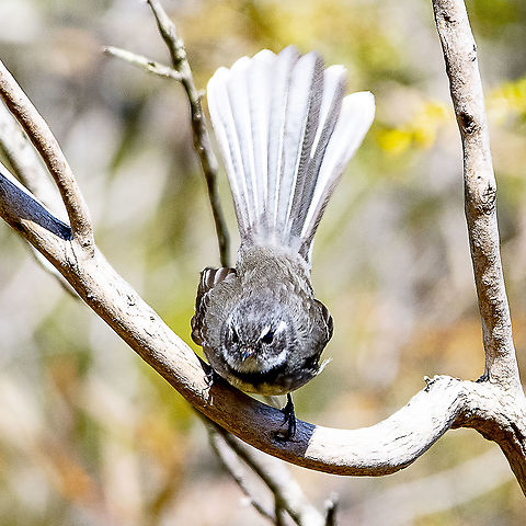 Grey Fantail - With attitude  Australia,Geotagged,Grey Fantail,Rhipidura albiscapa,Winter