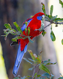 Crimson Rosella  Australia,Crimson rosella,Geotagged,Platycercus elegans,Winter