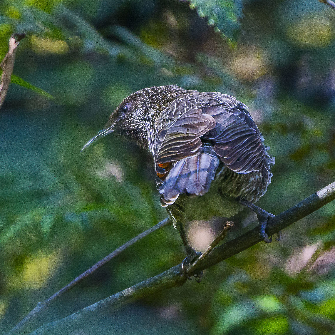 Little wattlebird  Australia,Geotagged,Little Wattlebird,Winter