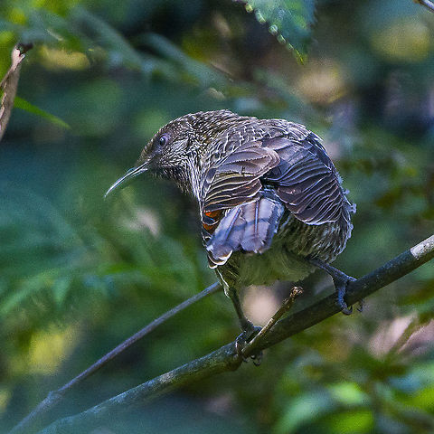 Little wattlebird  Australia,Geotagged,Little Wattlebird,Winter