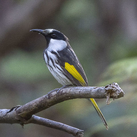 White-Cheeked Honeyeater  Australia,Geotagged,Phylidonyris niger,White-cheeked honeyeater,Winter