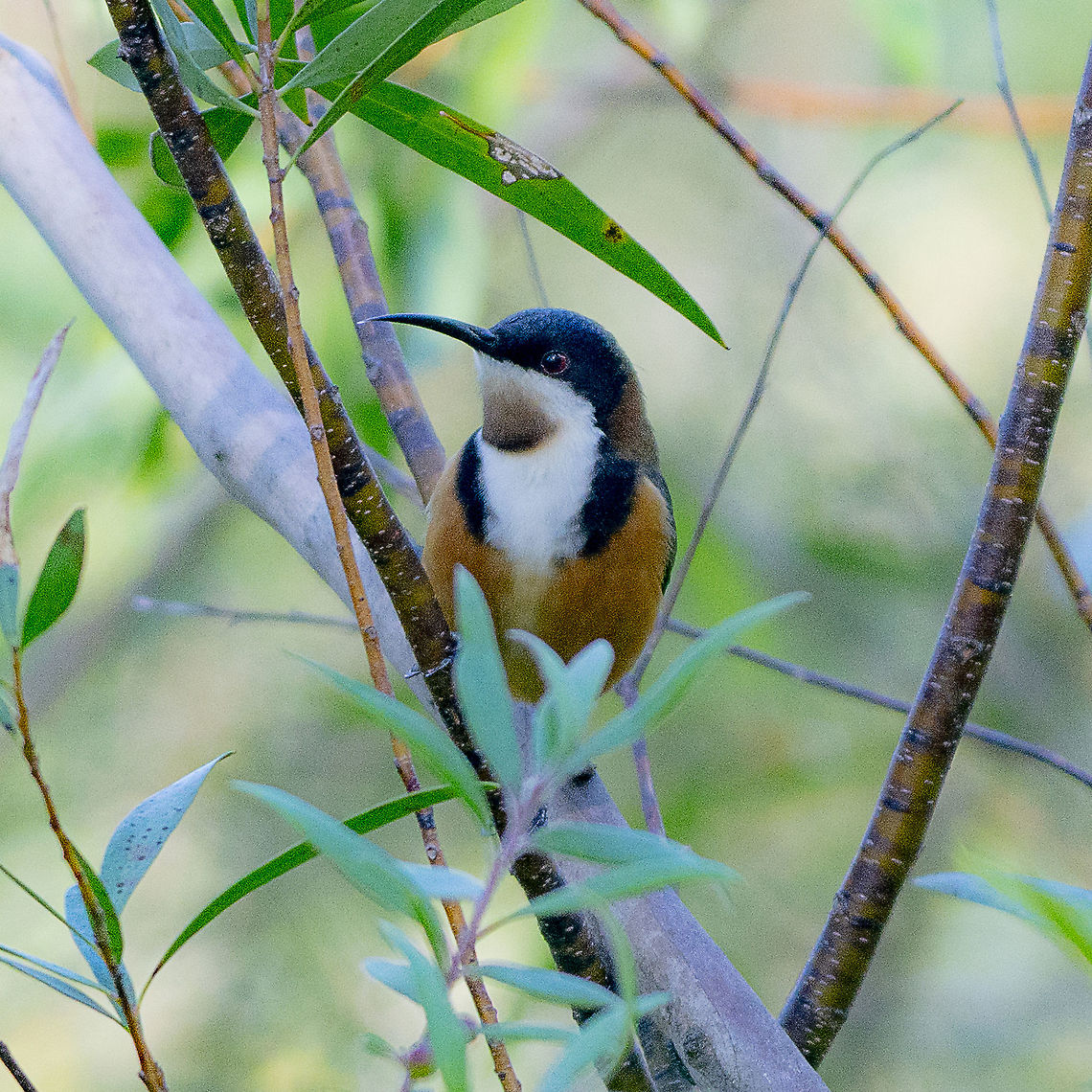 Eastern Spinebill  Acanthorhynchus tenuirostris,Australia,Eastern Spinebill,Geotagged,Winter