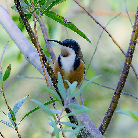 Eastern Spinebill  Acanthorhynchus tenuirostris,Australia,Eastern Spinebill,Geotagged,Winter