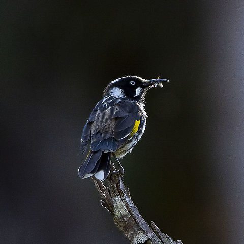 New Holland Honeyeater - Lunch  Australia,Geotagged,New Holland honeyeater,Phylidonyris novaehollandiae,Winter