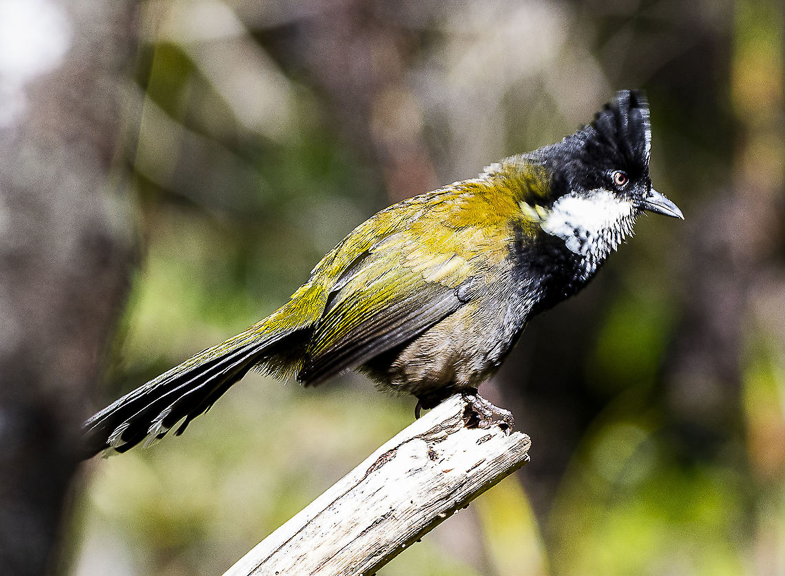 Looking Serious - Eastern Whipbird  Eastern Whipbird,Geotagged,Psophodes olivaceus,Summer