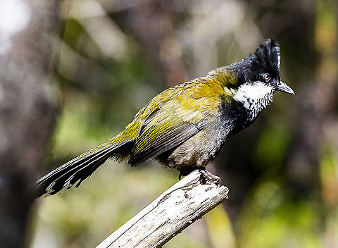 Looking Serious - Eastern Whipbird  Eastern Whipbird,Geotagged,Psophodes olivaceus,Summer