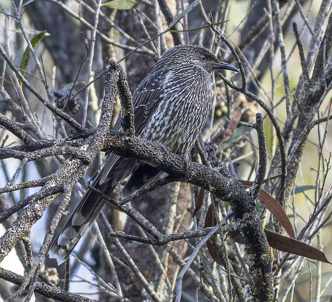 Little wattlebird- Very relaxed  Australia,Geotagged,Little Wattlebird,Winter