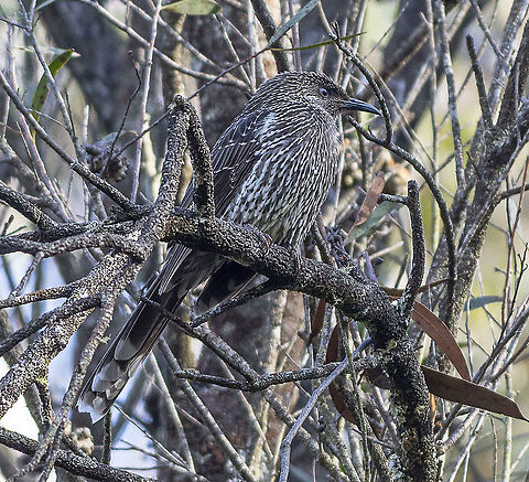 Little wattlebird- Very relaxed  Australia,Geotagged,Little Wattlebird,Winter