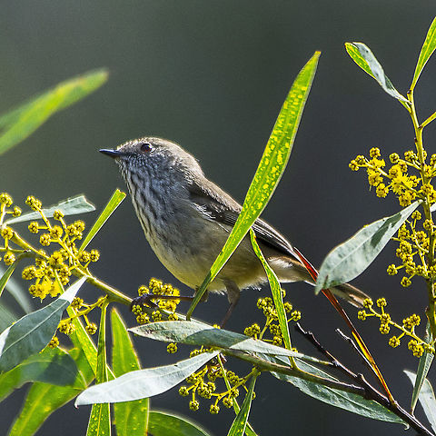 Inland Thornbill - Acanthiza apicalis  Acanthiza apicalis,Australia,Geotagged,Inland thornbill,Winter