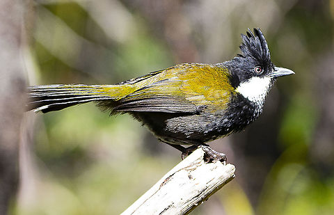 Indulgence - Eastern Whipbird Reminds me of 'the road runner' Australia,Eastern Whipbird,Geotagged,Psophodes olivaceus,Winter