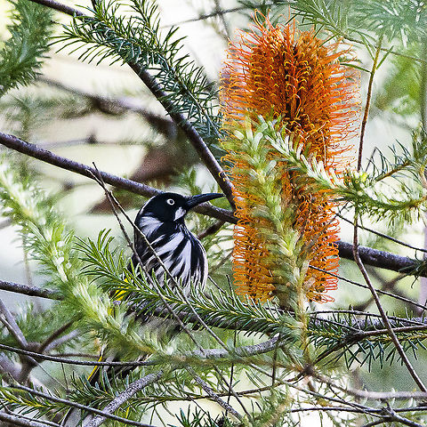 Banksia Ericifolia - Heath-leaved banksia Breakfast is being served to a new holland honeyeater Australia,Banksia ericifolia,Geotagged,Heath-leaved Banksia,Winter