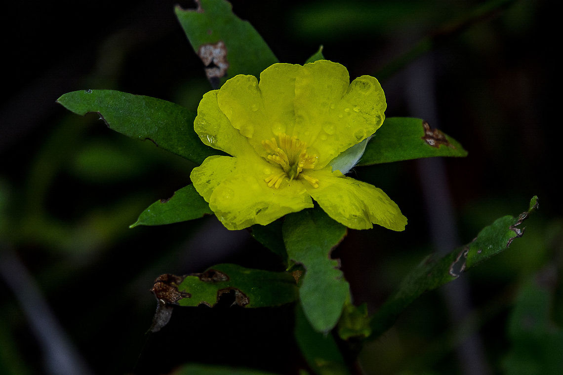 Tall Guinea Flower - Hibbertia saligna  Australia,Geotagged,Hibbertia saligna,Winter