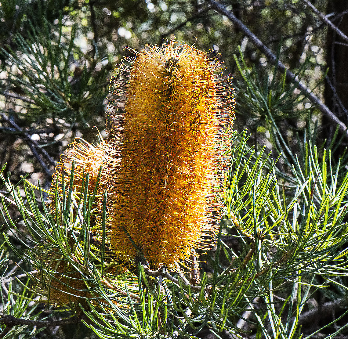Banksia Spinulosa - Hairpin Banksia  Australia,Banksia Spinulosa,Banksia spinulosa,Geotagged,Winter
