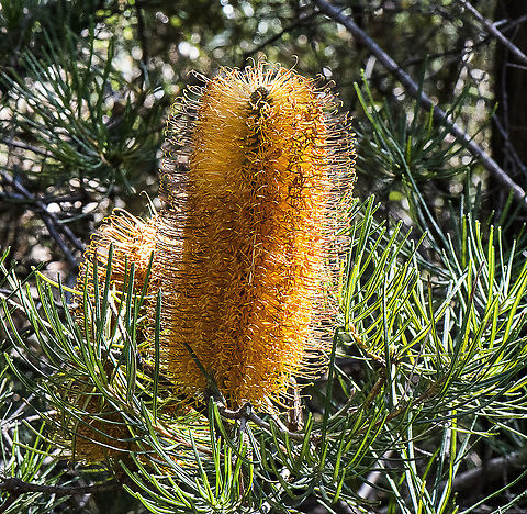 Banksia Spinulosa - Hairpin Banksia  Australia,Banksia Spinulosa,Banksia spinulosa,Geotagged,Winter