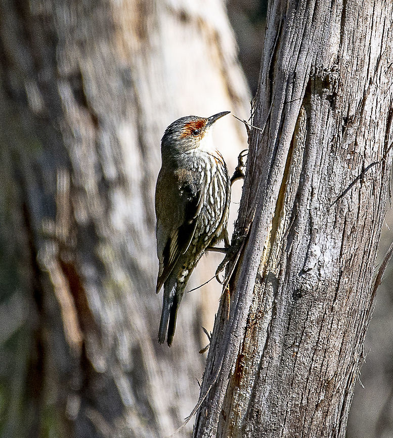 The Red-browed treecreeper  Australia,Climacteris erythrops,Geotagged,Red-browed treecreeper,Winter