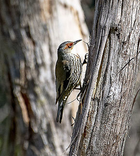 The Red-browed treecreeper  Australia,Climacteris erythrops,Geotagged,Red-browed treecreeper,Winter